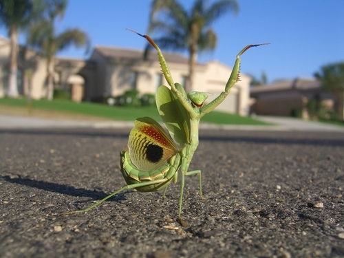 Entomologist, Evolutionist, Debunker of Pseudoscience. @Quora Top Writer. @NSF Fellow