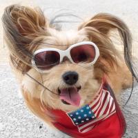 Jeanie the 3-legged Therapy Dog(@Jeanie3legs) 's Twitter Profile Photo