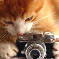 موسوعة الصور (@photopedia) Twitter profile photo