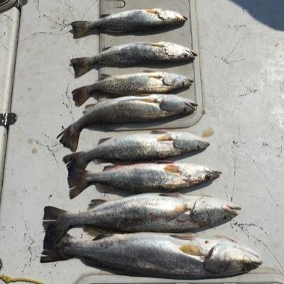 GettinSaltyCo's profile picture. Fishing accessories and more 
Located in Houston, Tx
Contact us at gettinsaltyco@gmail.com