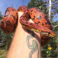 Snake Conservation (@cscsnaketweet) 's Twitter Profile