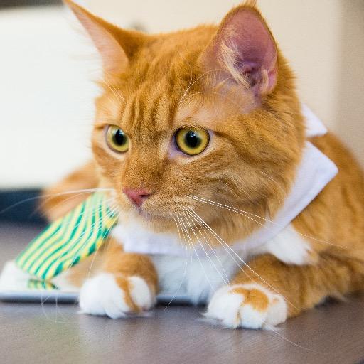 Just a cat that wears a tie & does business. Meow. https://t.co/pduz8pw0Qh