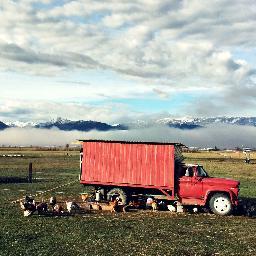 Pastured Everything. Our family's beef, pork and lamb shipped directly from our ranch to your doorstep.