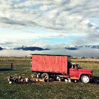 Five Marys Farms (@fivemarys) 's Twitter Profile