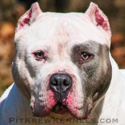 PitKrew Kennels (Chicago, IL). We produce some of the finest and most complete American Bullies in the world. Visit https://t.co/KjyGSe3pOt for more info.