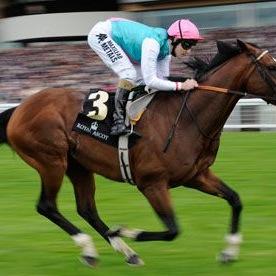 New and first tipster account for myself, not guaranteed winners every race but this is a page to combine tips and racing knowledge to get us all winners!!