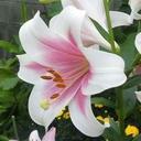 White・Lily (@05271997) Twitter