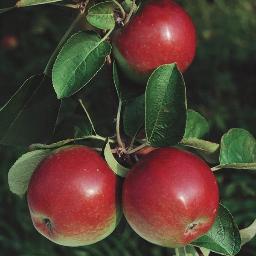 vtapples's profile picture. Vermont has a 200 year tradition of growing high quality apples.  Vermont Apples is the official state apple growers association.  Follow us and learn more.