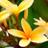 Plumeria_Leis