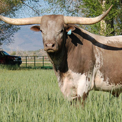 Our goal at Beere Cattle Company is to promote the desirable qualities of Texas Longhorns: Horn, color, conformation, and disposition.