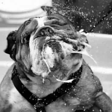 The Slobbery Dog Slobberydogbar Twitter The Slobbery Dog Slobberydogbar Twitter
