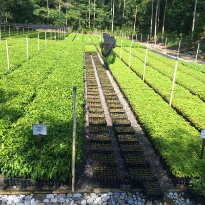 vivero agro forestal para la producción de planta de Cafe y especies forestales en sustratos Tecnificado