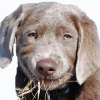 lab puppy Training (@labpuppytrain) Twitter profile photo