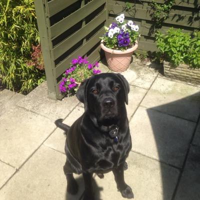 LsupergranLynne's profile picture. Retired nursing sister. Loves  animals, especially dogs.