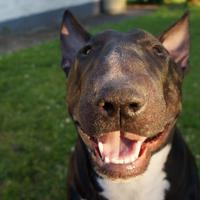 dibo (@dibo_dibo6) 's Twitter Profile