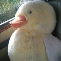 Sako-san (@decninesakoara) Twitter profile photo