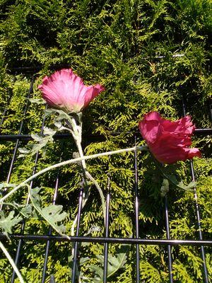 GryGryce's profile picture. 