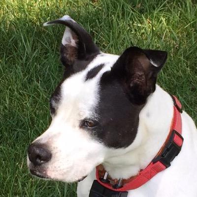 DogDibley's profile picture. Chaser of Balls - Hater of Raptors - Squeezer of Squirrels 
Catcher of Frisbees - Karaoke of Sirens