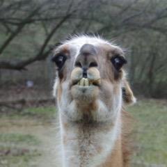 I'm James. I'm attending Colorado state university currently. I just love to laugh so I'll be sharing what I find funny!