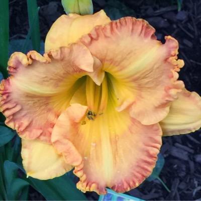 JodieWindover65's profile picture. Retired teacher enjoying the good life in the Maritimes!!