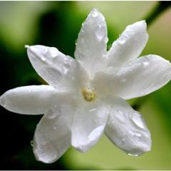 UmmuShafiyyah's profile picture. Ihsan adalah engkau beribadah kepada Allah seakan-akan engaku melihatNya, Bilapun engkau tidak melihatNya, Maka sungguh Dia melihat mu.