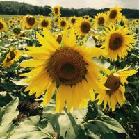 Carrie J. Quinn (@carriejettquinn) 's Twitter Profile Photo Carrie J. Quinn (@carriejettquinn) 's Twitter Profile Photo