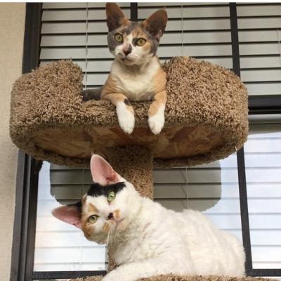 Two Devon Rex girls always trying to follow the rules!! Follow us on Instagram ➡️ https://t.co/Qd0pdkl8Ar