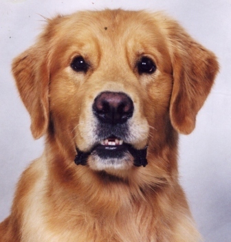 GoldDogs's profile picture. Conservative, dog lover, interested in protection of Constitutional & Civil Rights, member FLPetLaw, NAIA, NAIA Trust of FL, GRCA, MFGRC, Everglades GRC, FGCGRC