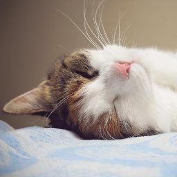Wonderful stuff for our lovely furry companions!