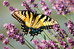 LegsWilson's profile picture. Nature lover, bird whisperer, animal lover.  Avid reader and gardener, home chef & foodie.