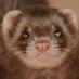 Roseferret @roseferret.bsky.social (@roseferret) Twitter profile photo