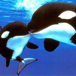 The Orcas don't deserve to be treated as poorly as Sea World treats them. They should be let free. Go follow @TheOrcaProject to spread awareness.