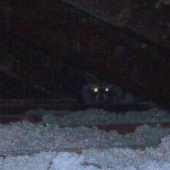 hey guys! its gavins raccoon, i live in his bedroom as of today and yesterday, but i heard theyre kicking me out soon