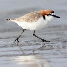 The Adelaide International Bird Sanctuary is being created to help protect resident and migratory shorebirds that gather along the coast of Gulf St Vincent.