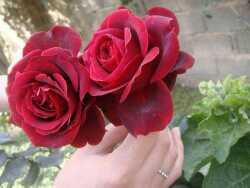 Lia21Juliana's profile picture. 