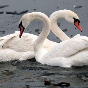 @LordRic52