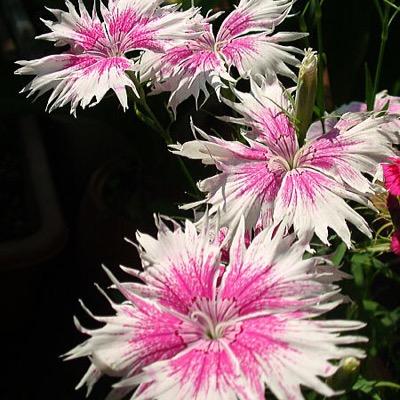 EccentricChoir's profile picture. 2013年創団。高知で活動している混声合唱団です♪隔週日曜に集まり、合唱を楽しんでいます(ﾉω`*)ﾉ 団員随時募集中！一緒に歌いましょう♪お気軽にDMください！