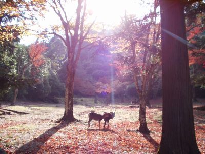 sacred_dark's profile picture. 技術屋さん（＋ときどき学者さん，たぶん）。アニメ観たり、ゲームしたり、本読んだり、中古CDをよくあさったりしてる人。日本SF大会で企画やったりもしてます。