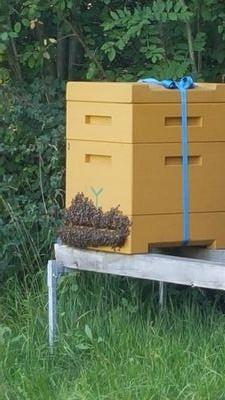 BieneWartau's profile picture. Wir sind eine offizielle Verkaustelle von Bienen Meier  Künten.
Sämtliche Imkereiartikel sind bei uns erhältlich, inklusive guter Beratung.