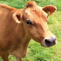 Longmynd Farms(@longmyndfarms) 's Twitter Profile Photo