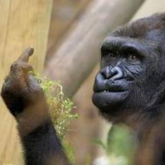 kkozz's profile picture. A monkey tweetering at random