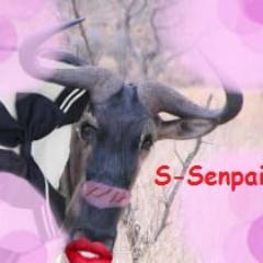 チェルさんのプロフィール画像