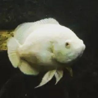 OskarAquarium : Menjual Ikan Hias Khusus Jenis Oskar :» Alamat Jln.Basiru No.5 Polewali :» No Handphone 082314577705, 08975516000