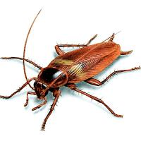 Cockroach (@big_cockroach) 's Twitter Profile