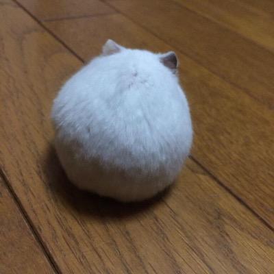 mami_Y__'s profile picture. 