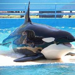 wb66u7w8kw42's profile picture. 海や水族館が好き。ジャンプ、マガジン、サンデーも好きです。ハンターハンターとか。