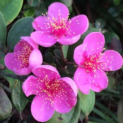 reikol's profile picture. 🇯🇵🇺🇸🇭🇰出版英日翻訳。やまねこ翻訳クラブ会員。岩波書店より訳書『リーゼ・マイトナー 核分裂を発見した女性科学者』。Literature translator (English to Japanese). Learning Cantonese.💙CA&HK 💙 🏴‍☠️⚾️🐈🎹🎶