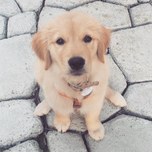 Two real life crazy dog people emBARKing on their first golden puppy. Follow her journey at http://t.co/qVW2fXirS8 and http://t.co/8ab6fksVaQ