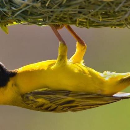 gok_mnd's profile picture. ......