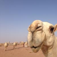 سوق الوضح (@anj88lecvsiyv0q) 's Twitter Profile